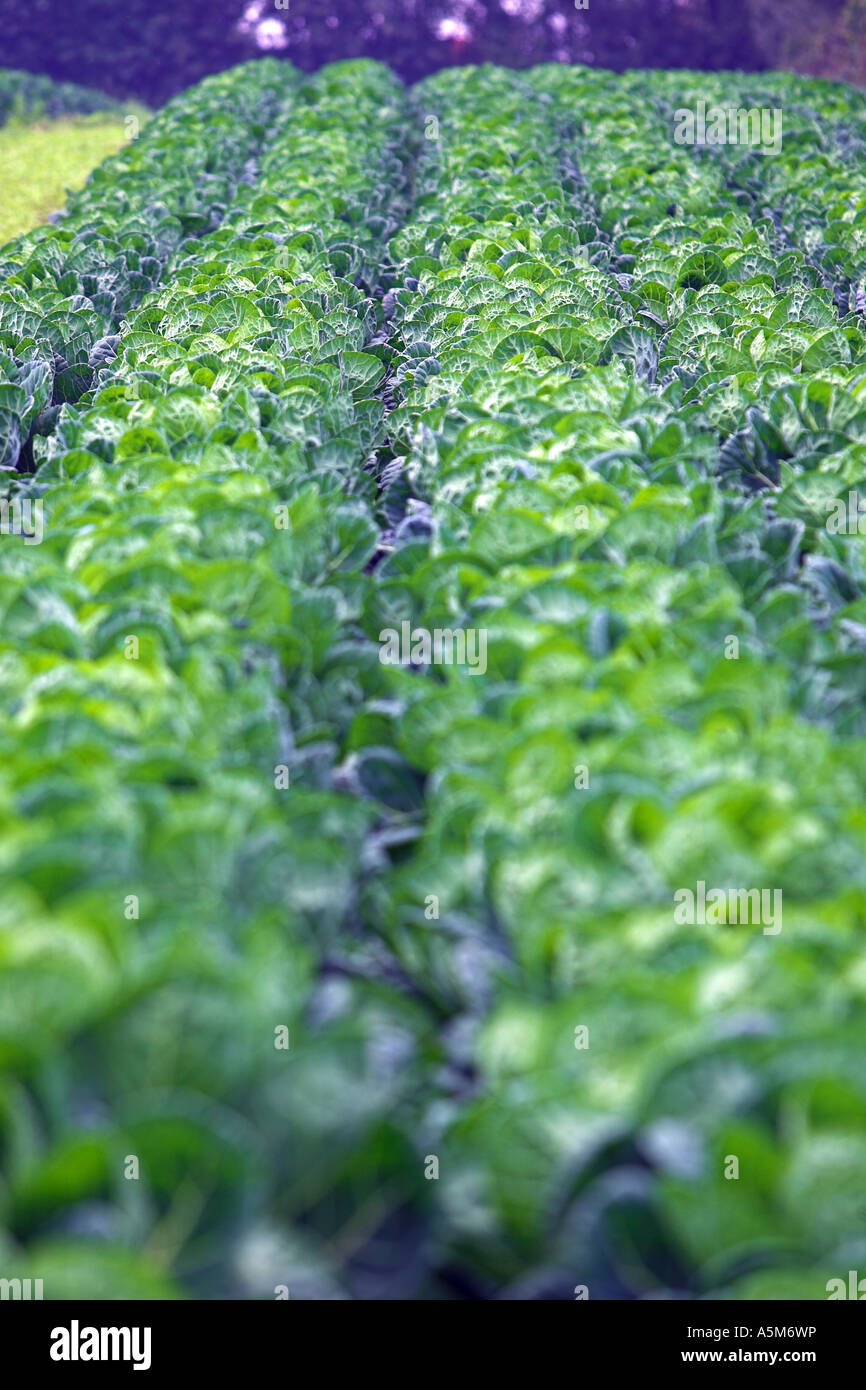 Rows of cabbages Stock Photo - Alamy