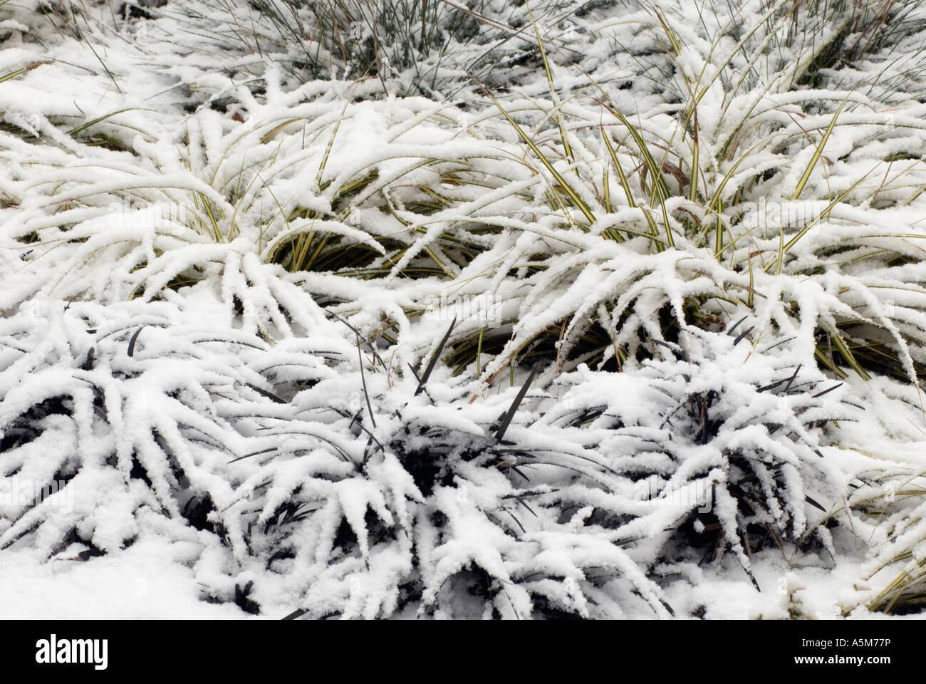 Ophiopogon planiscapus Nigrescens and Golden sedge covered in winter snow in England 'Great Britain' Stock Photo
