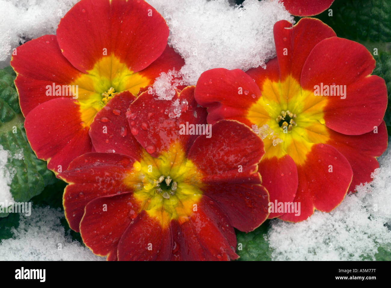 Red primula covered in snow Stock Photo