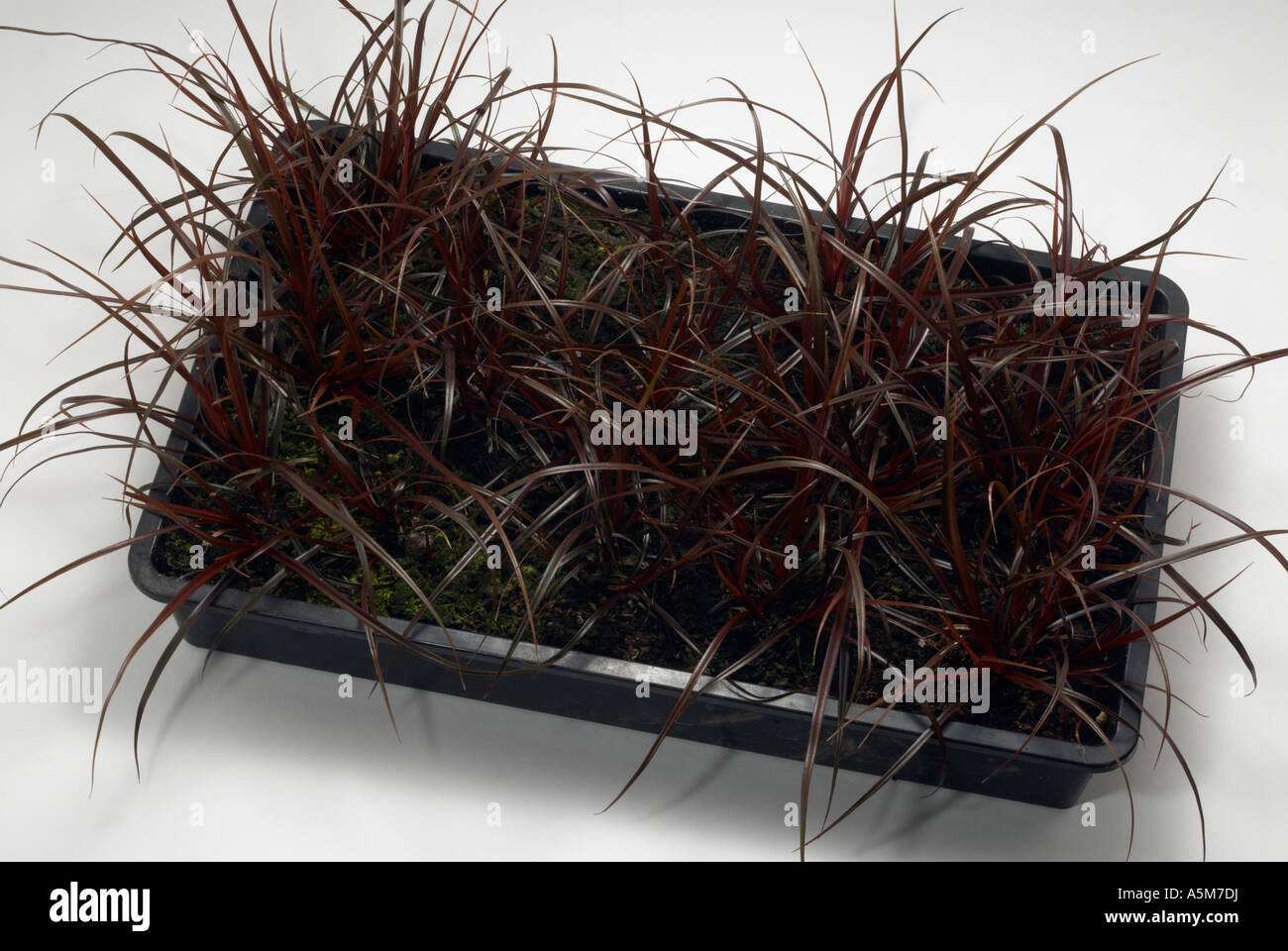 A full tray of  'one year old' picked out  transplanted Uncinia Rubra seedlings Stock Photo