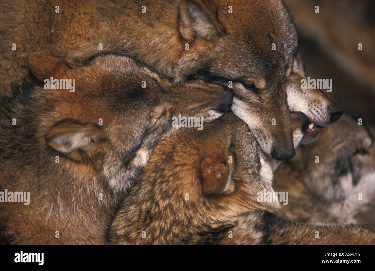 Wolf pack Canis lupus insuring each other of their places in the hierarchy  Stock Photo - Alamy