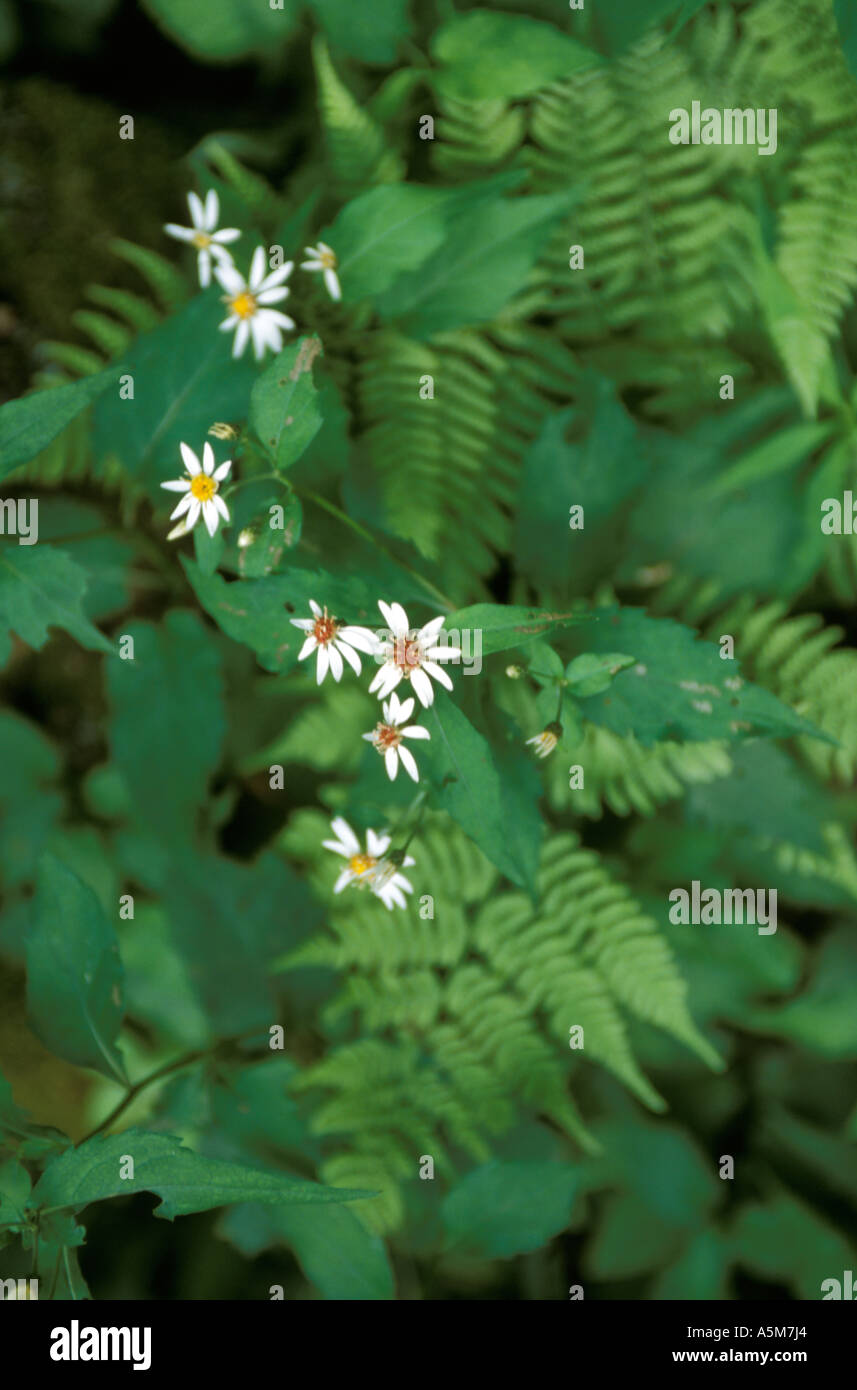 Native ferns growing in hi-res stock photography and images - Alamy