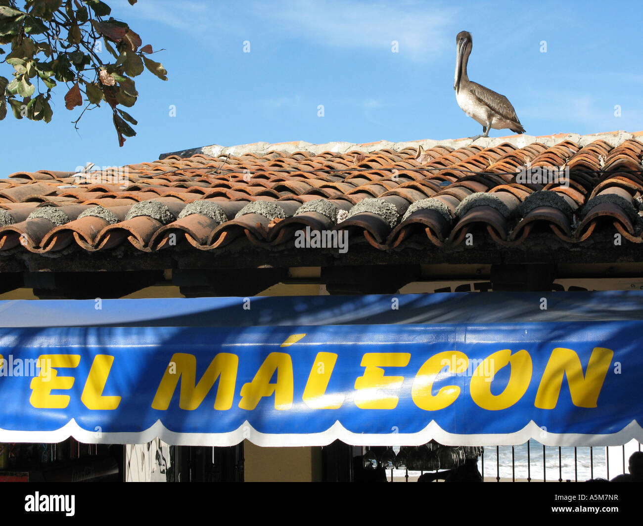 Pelican on El Malecon roof on waterfront of Puerto Vallarta, Mexico Stock Photo