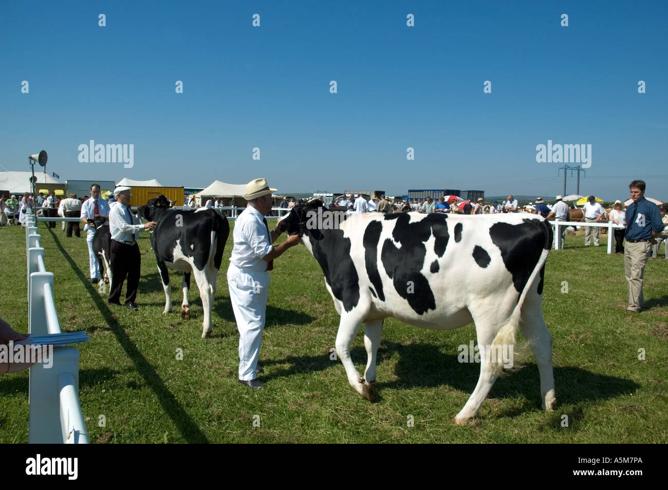 friesian cows being judged at stithians agricultrural show in cornwall,england Stock Photo