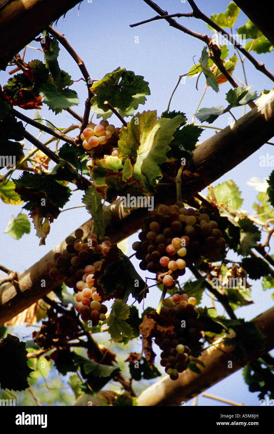 Grapevines at Khotan on the Silk Road Xinjiang China Stock Photo