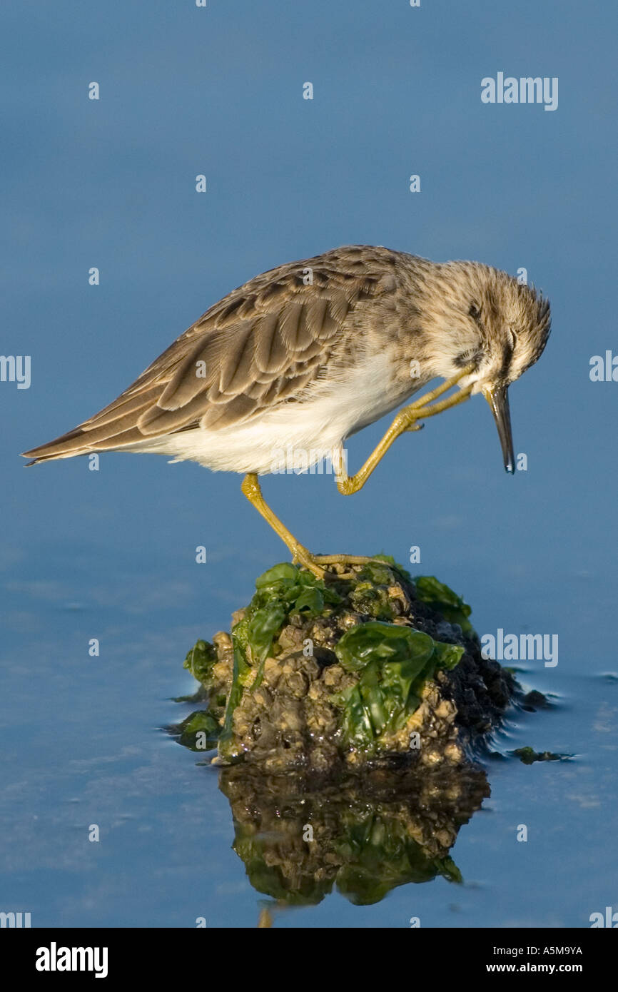 Bird scratching hires stock photography and images Alamy