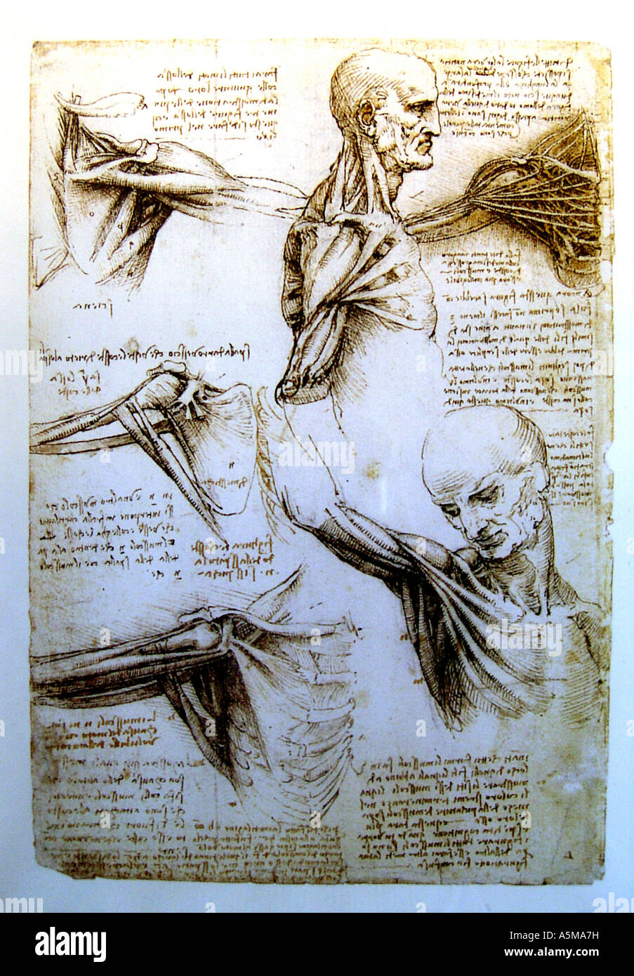 Anatomische Zeichnung von Leonardo da Vinci Medizinische Studien des