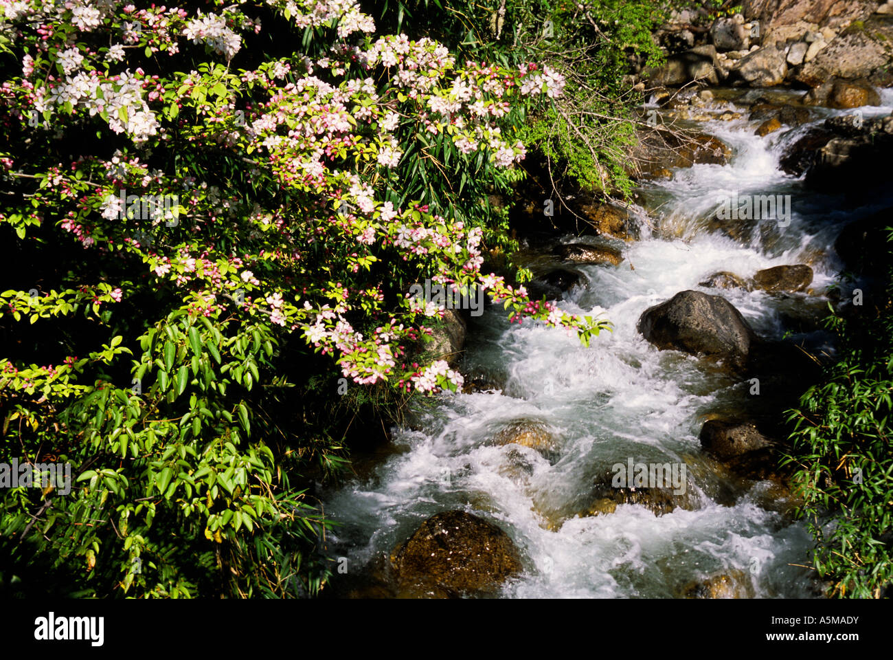 Mountain stream and spring flowers at Puerto Peulla in Lake District of Chile Stock Photo