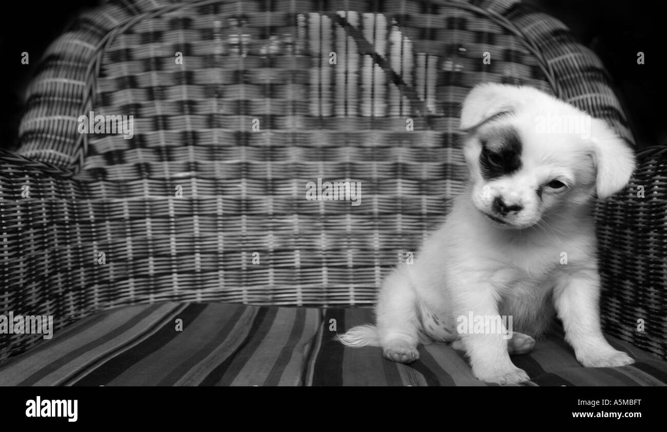 Portrait of a 6 months old puppy Stock Photo Alamy