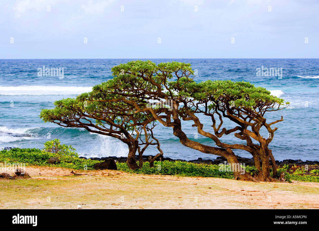 Windswept trees on the East coast of Mauritius Stock Photo Alamy