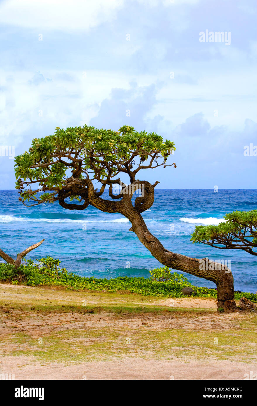 Windswept leaning bonsai beach hi-res stock photography and images - Alamy