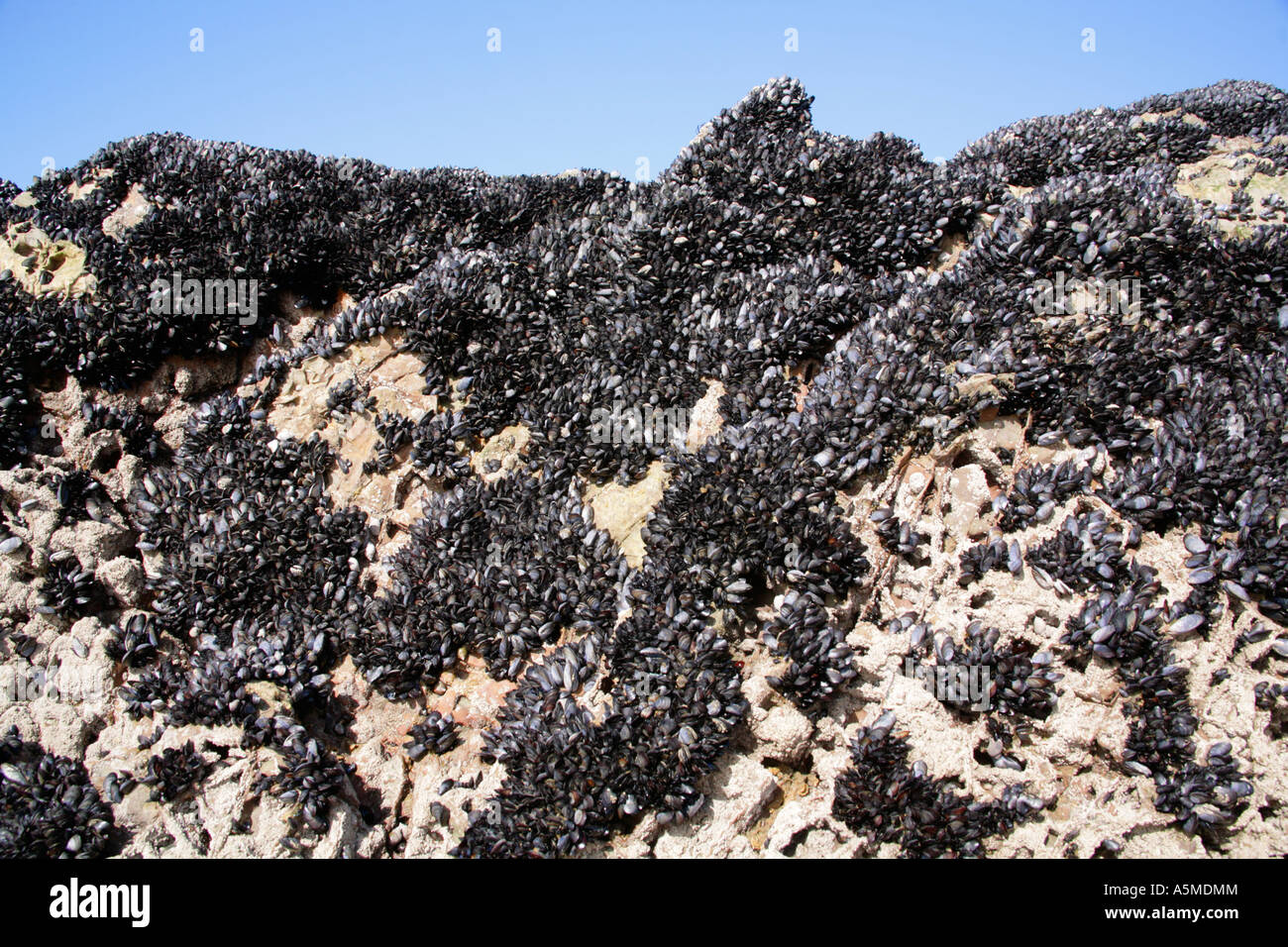 Common edible mussel, Mytilus Edulis clinging to rocks on sea shore. Stock Photo