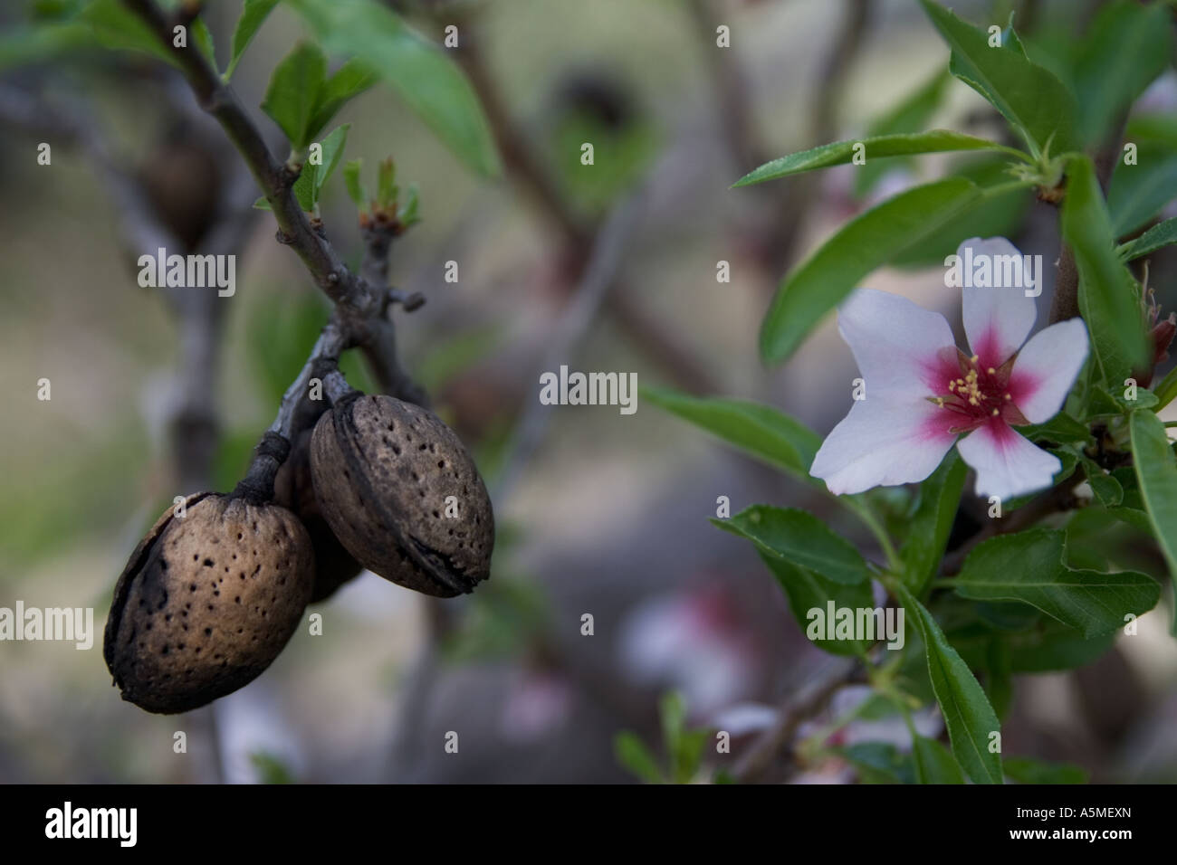 Close view of almonds on a tree and also their flower. Stock Photo
