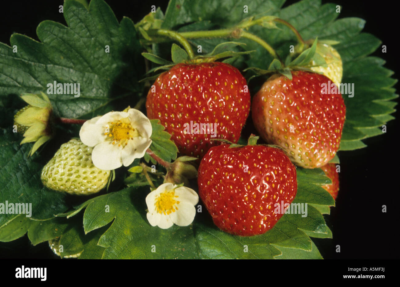 Erdbeere Strawberry Fragaria vesca fragola ERDBEERE Lebensmittel Nahrungsmittel Nahrung food generi alimentari alimentazione nut Stock Photo