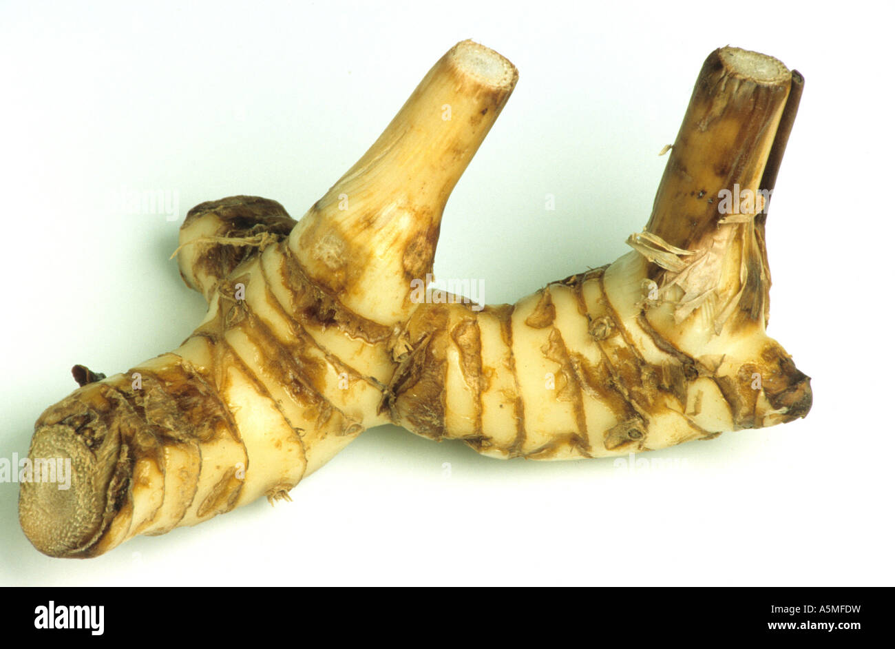 Galgantwurzel galgant root Galgant Alpina galanga GALGANT Heilpflanze medicinal plant pianta ...