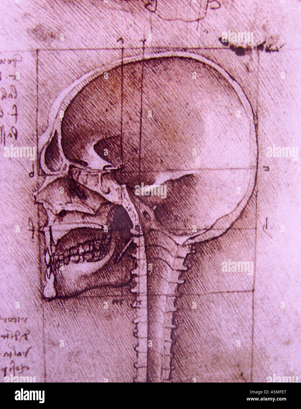 Anatomische Zeichnung von Leonardo da Vinci Medizinische Studien des menschlichen Koerpers Anatomisches Studienblatt welches bei Stock Photo