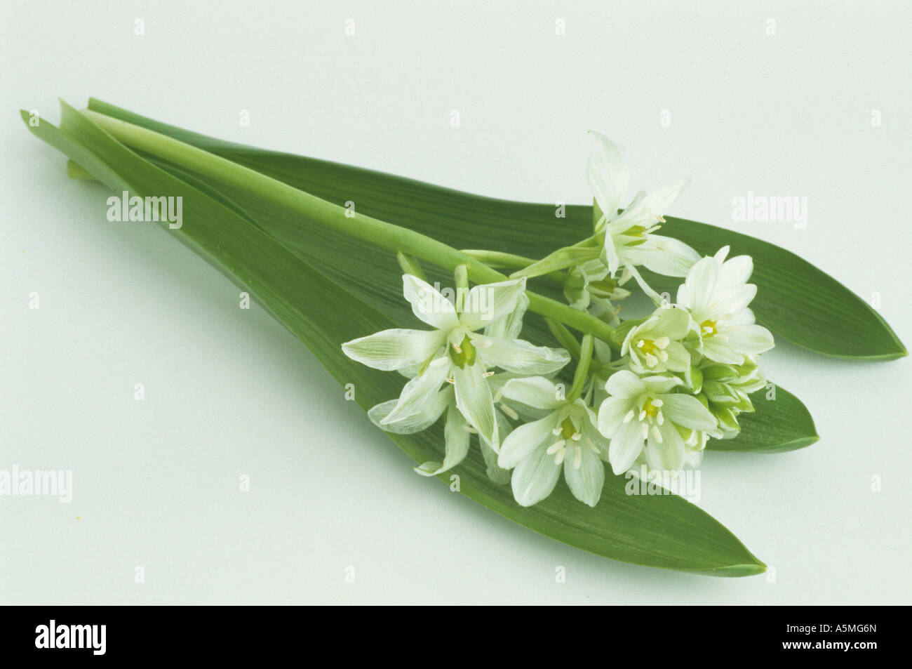 Ornithogalum umbellatum, Star-of-Bethlehem, Grass Lily, medicinal plant Stock Photo