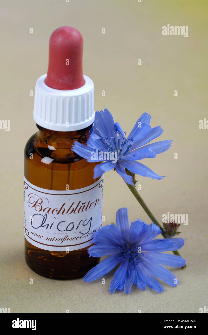 Bach Flower Stock Remedy Chicory Stock Photo