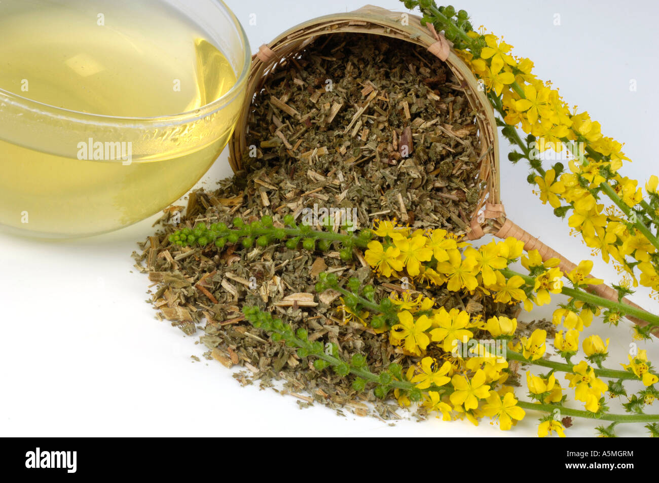A cuo of tea from Agrimony Agrimonia eupatoria Tasse Odermenning Tee ...