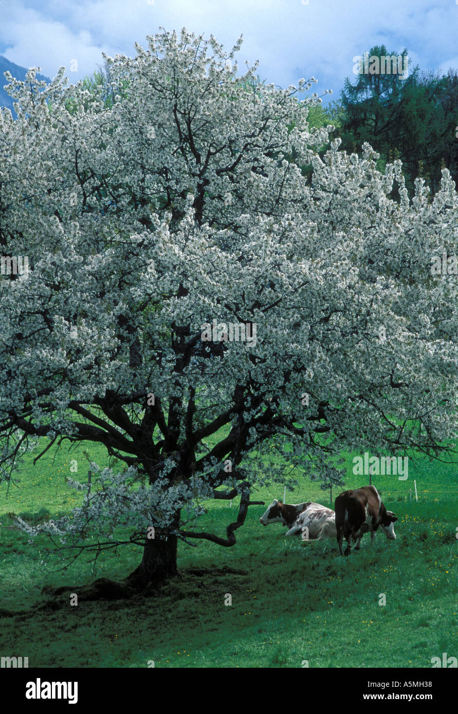 Cows under cherry tree full of blossoms Lake Thun Bernese Oberland