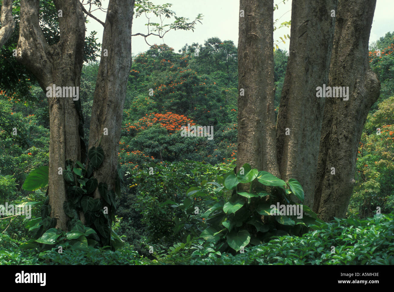 Monkeypod tree trunks and rainforest with African Tulip philodendron