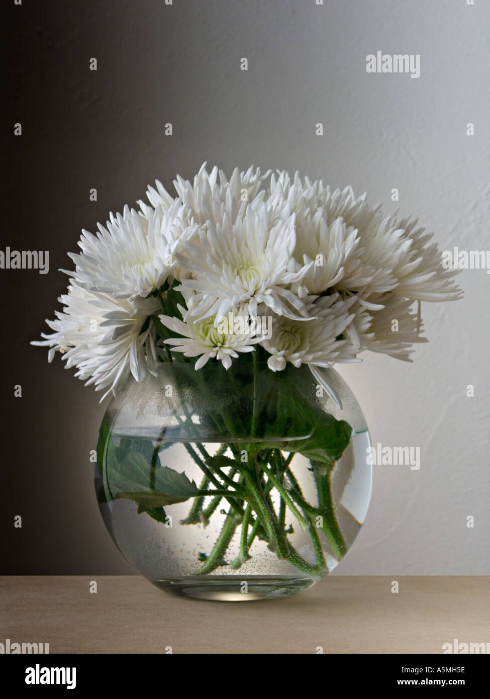 Chrysanthemums in glass vase Stock Photo