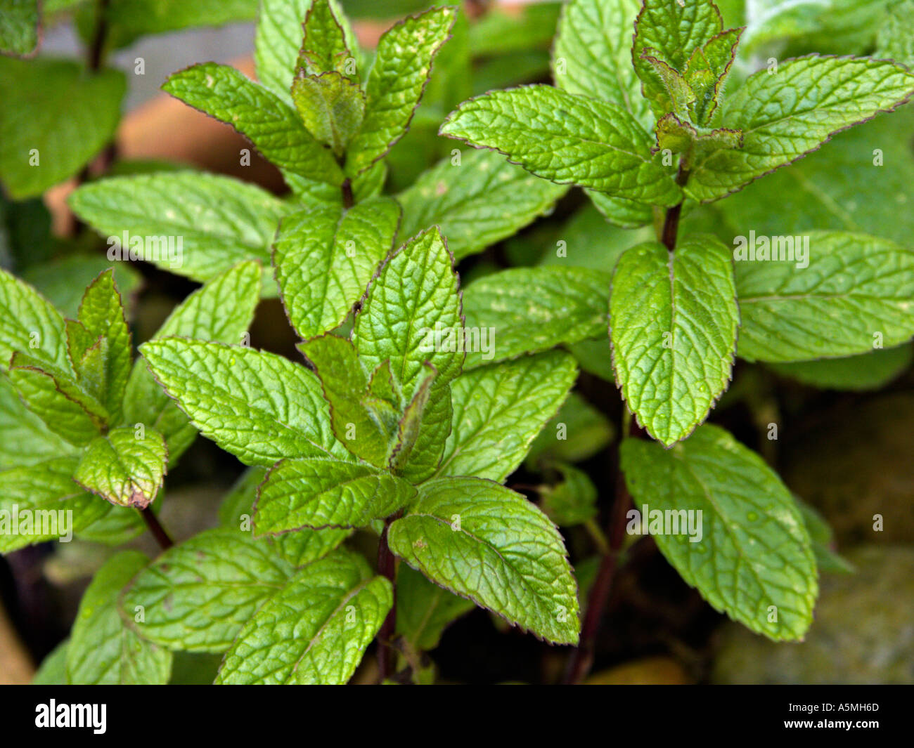 Mint stock photo alamy