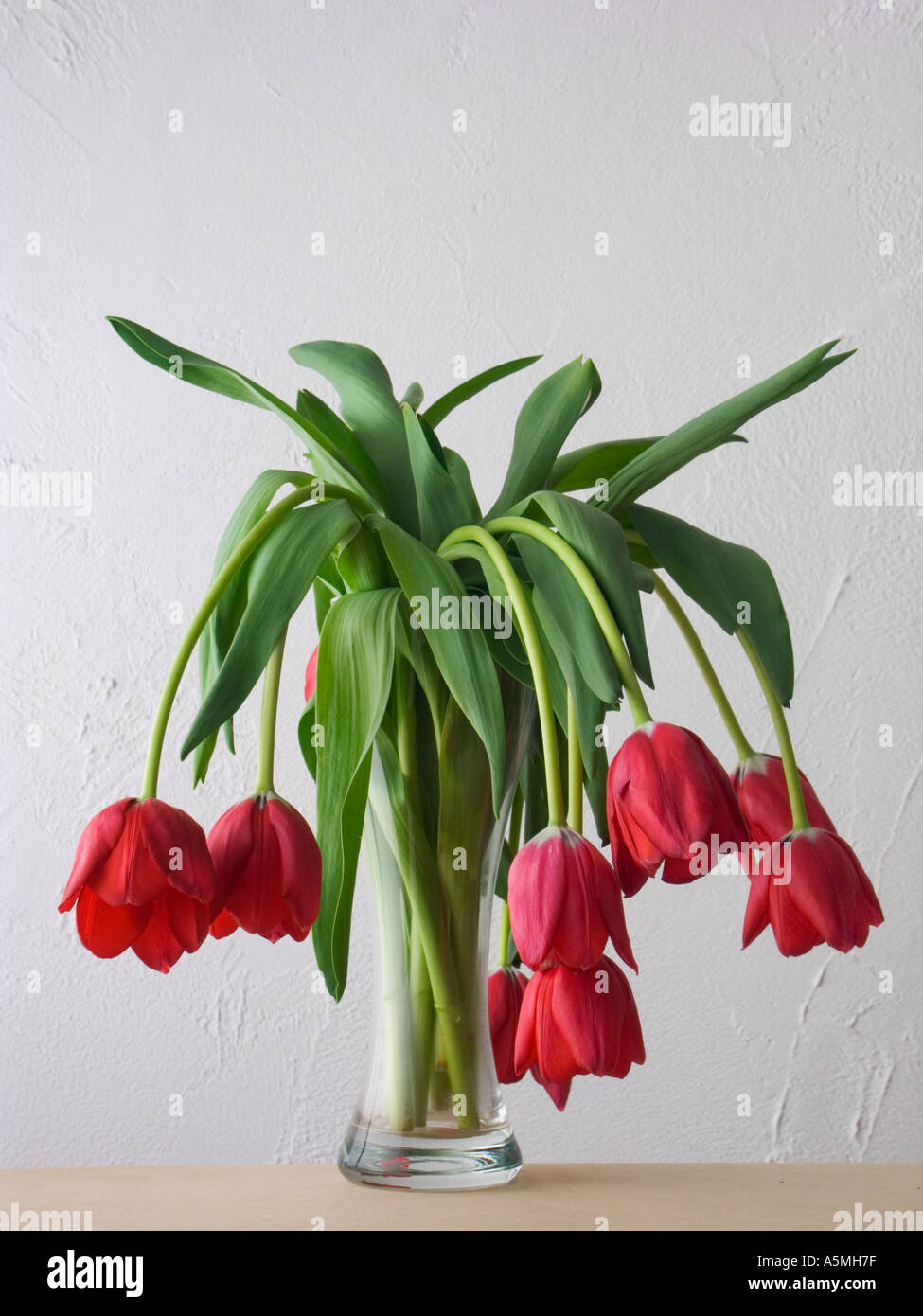 Wilting tulips Stock Photo Alamy