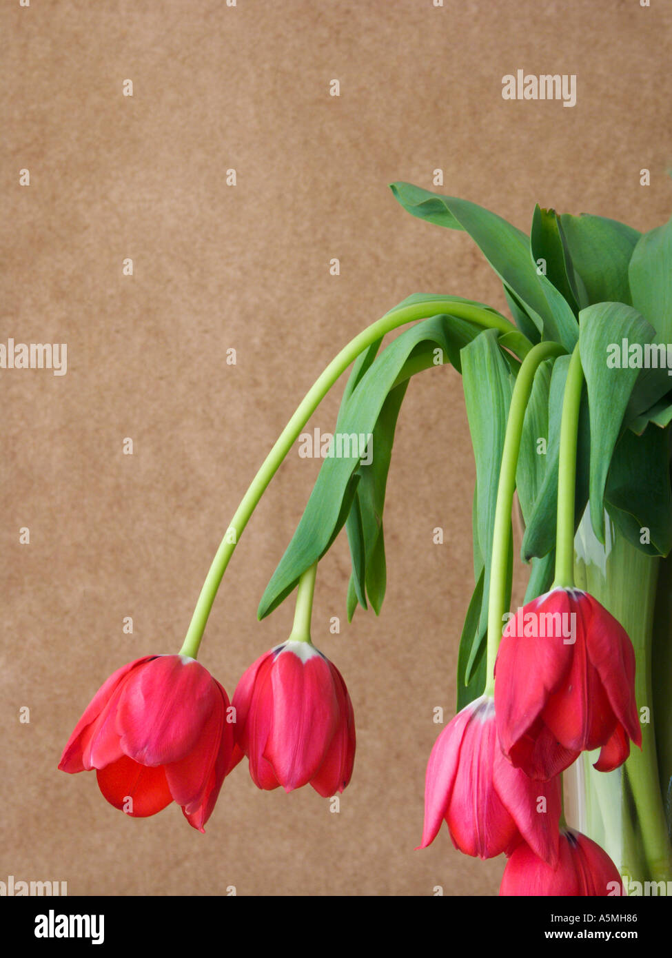 Wilting tulips Stock Photo