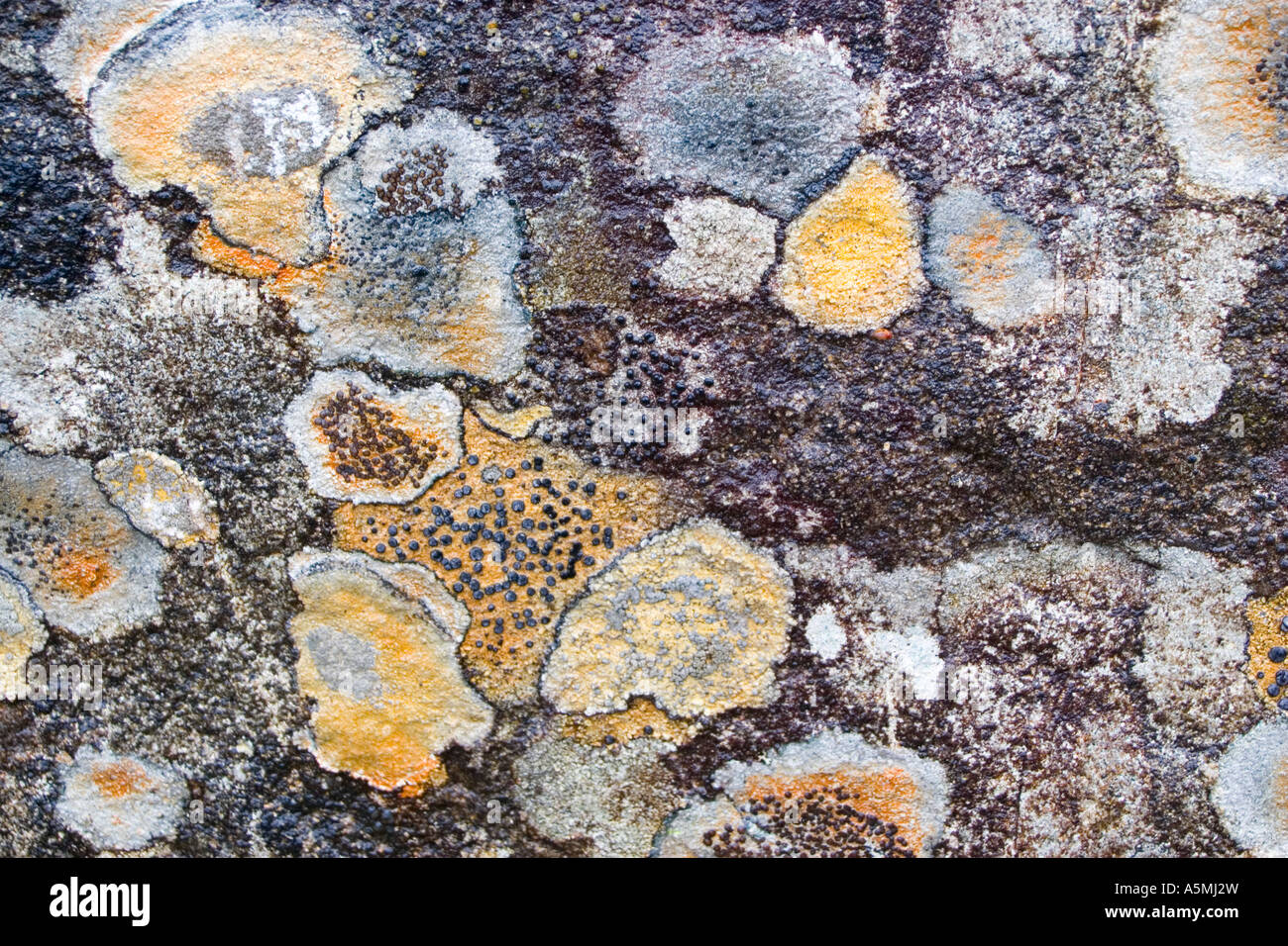 Lichens on a rock surface Stock Photo - Alamy