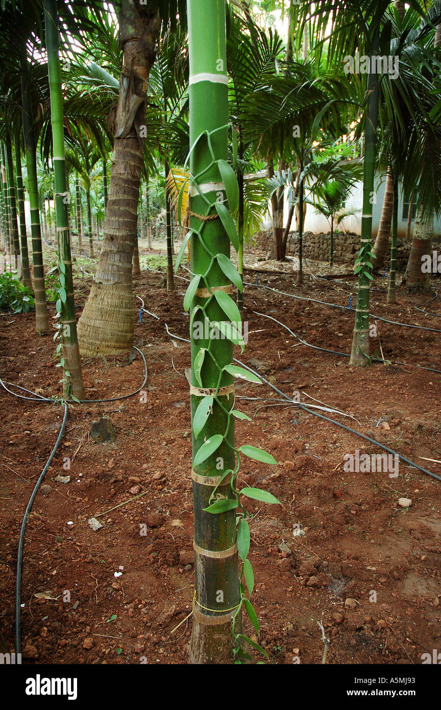 Vanilla plant growing hires stock photography and images Alamy