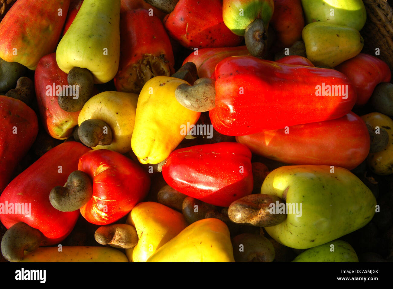 Cashew Baum High Resolution Stock Photography and Images - Alamy