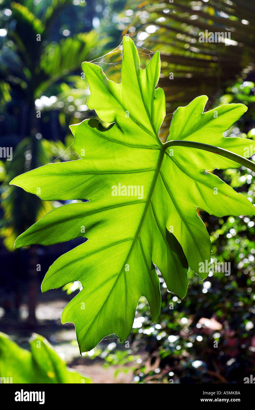RAJ98878 One single green Garden Leaf back lit Stock Photo