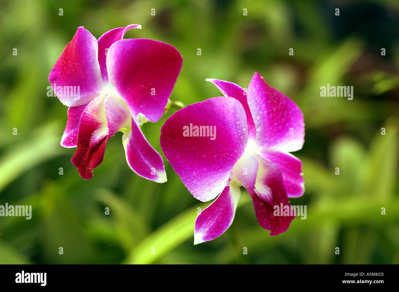 RAJ98881 Two red and white colors Orchids Stock Photo