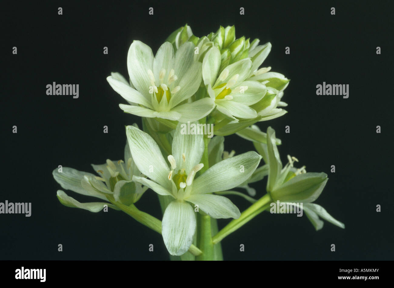 Ornithogalum umbellatum, Star-of-Bethlehem, Grass Lily, medicinal plant Stock Photo