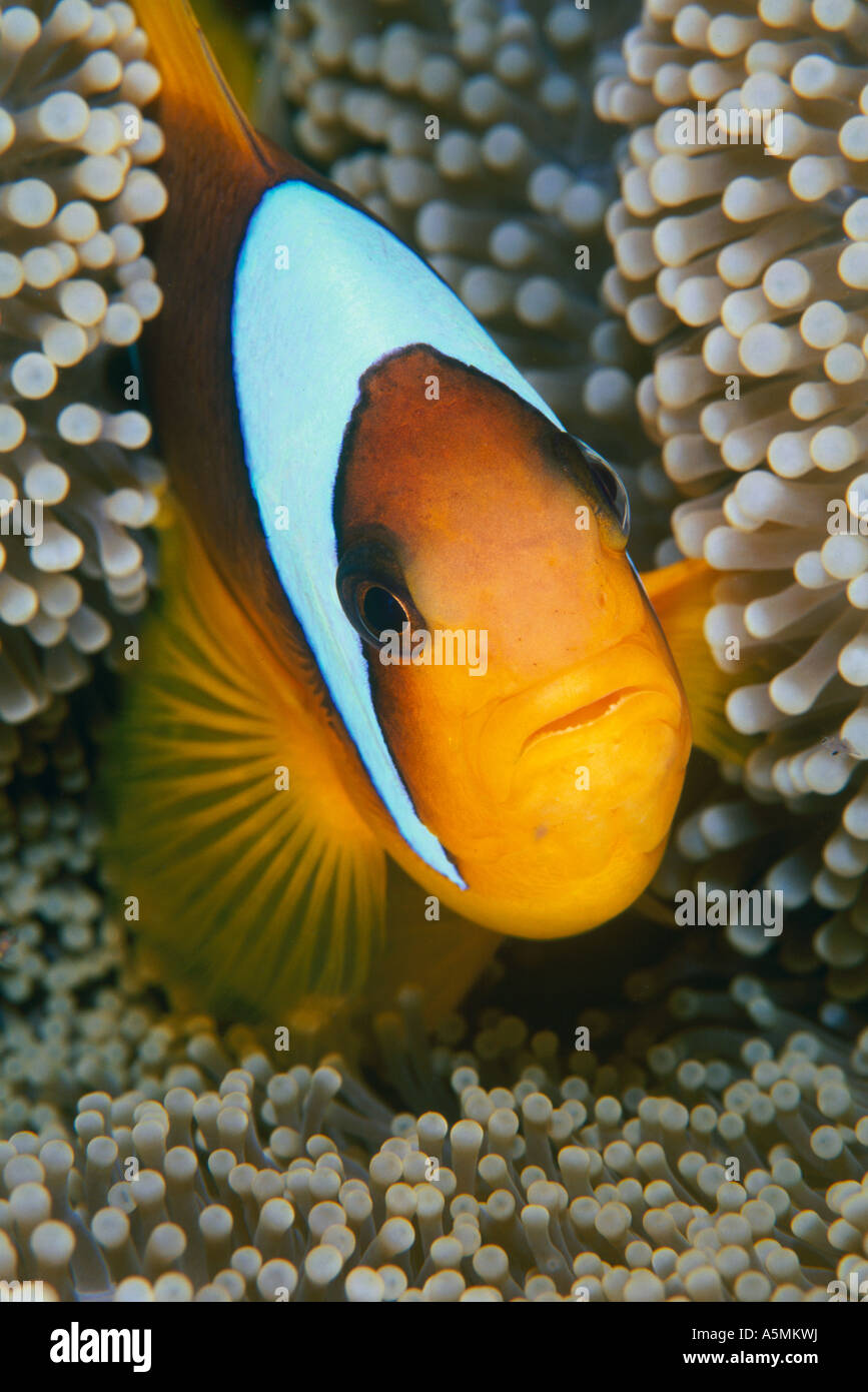Clownfish inside a sea anemone in red sea Stock Photo