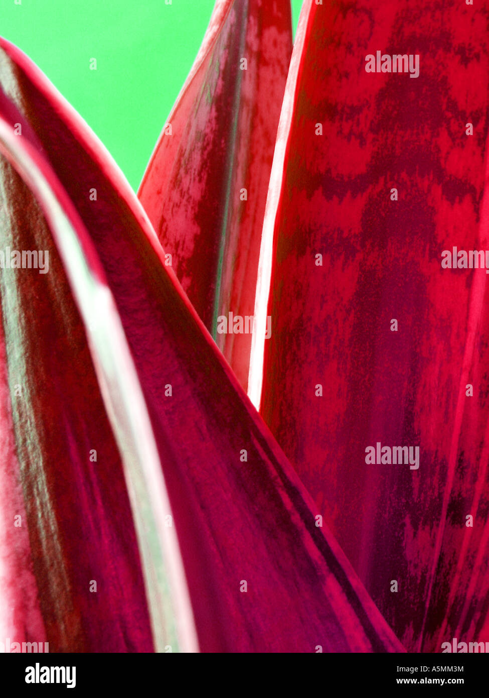 organic plant seeds Organic Summer Vegetable Garden Seeds Variety Pack