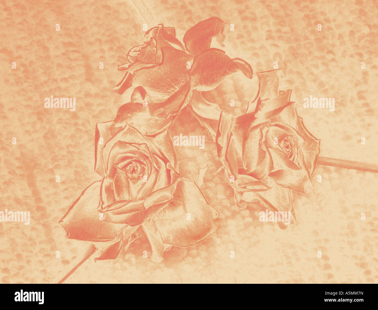 Passionate rose blooms hi-res stock photography and images - Alamy