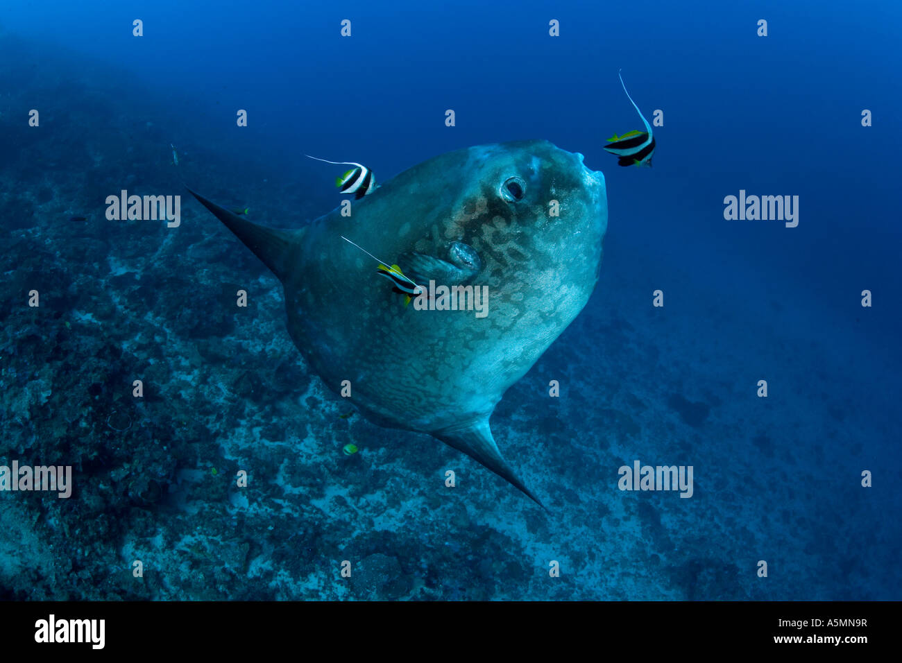 Ocean Sunfish Mola Mola Bali Island Indo Pazific Indonesia Stock Photo -  Alamy