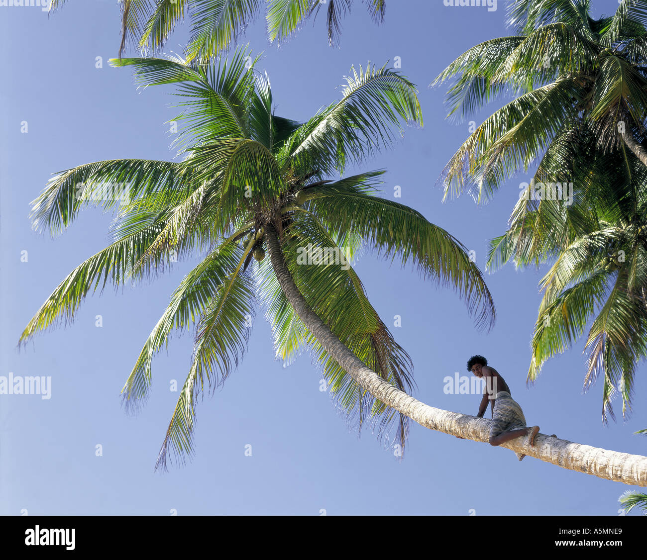 Teenage boy climbing palm tree on La Digue Island Seychelles Stock Photo