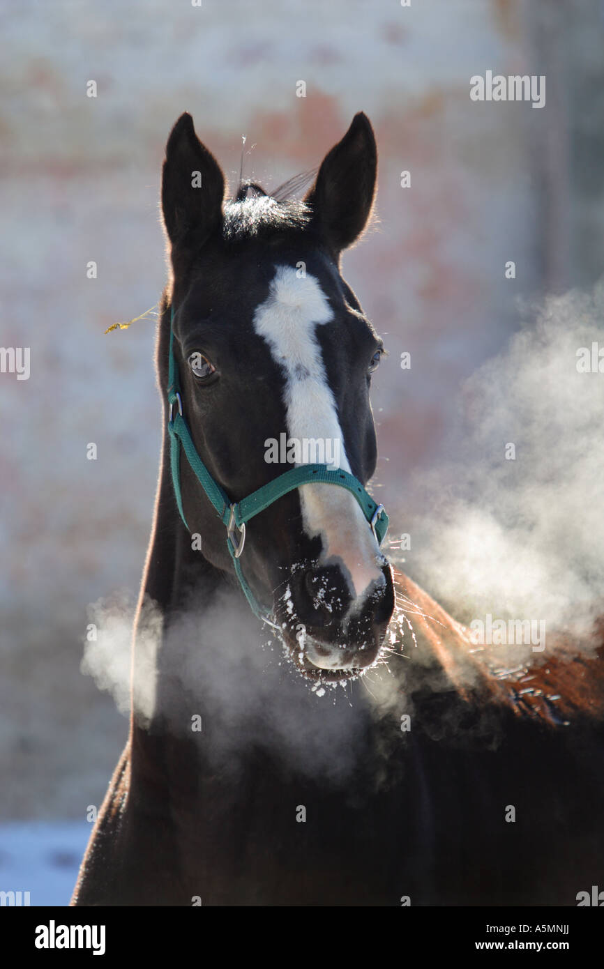 Hot breath of the horse Stock Photo Alamy