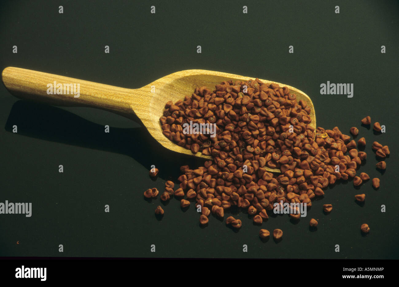 Annatto Annato Currysamen Bixa orellana Stock Photo