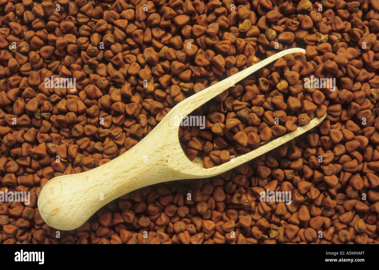 Annatto Annato Currysamen Bixa orellana Stock Photo