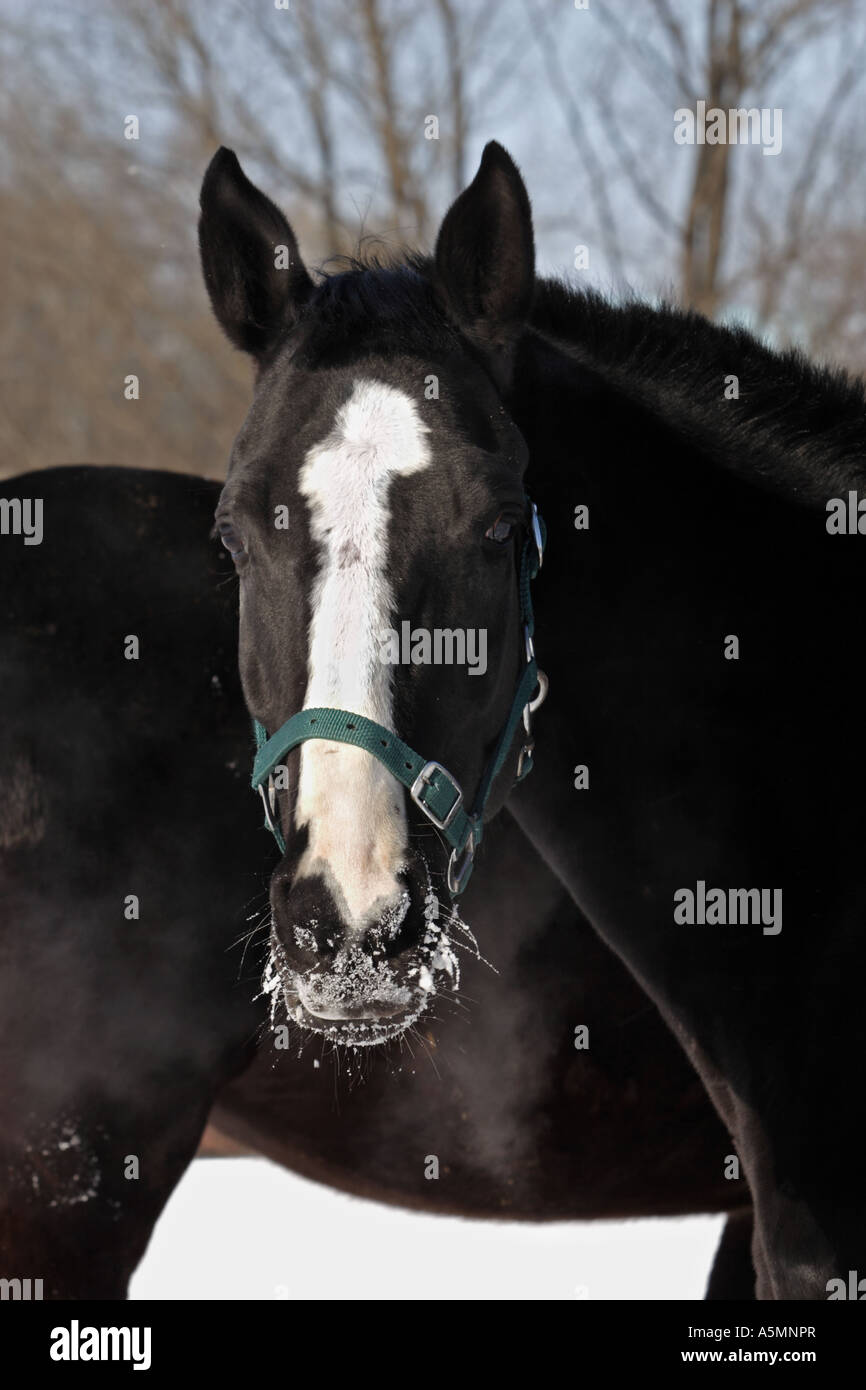 Hot breath of the horse Stock Photo Alamy