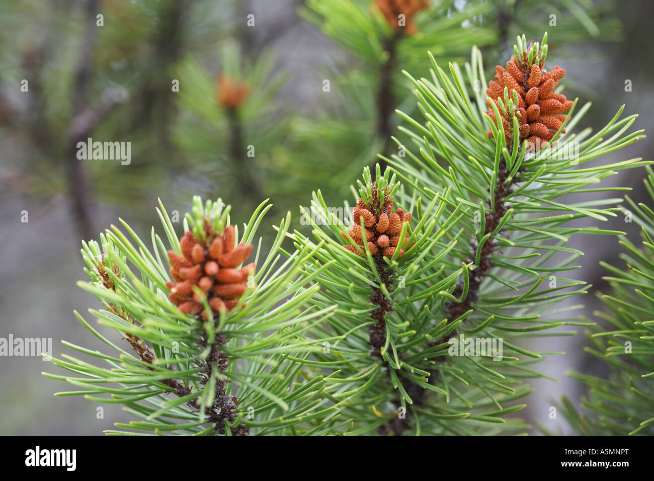 Pine Cones Stock Photo