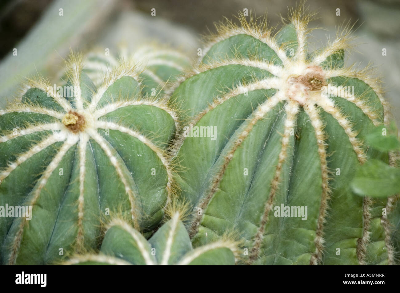 Cactus close up detail of Eriocactus Magnificus, cacctaceae, Brazil Stock Photo