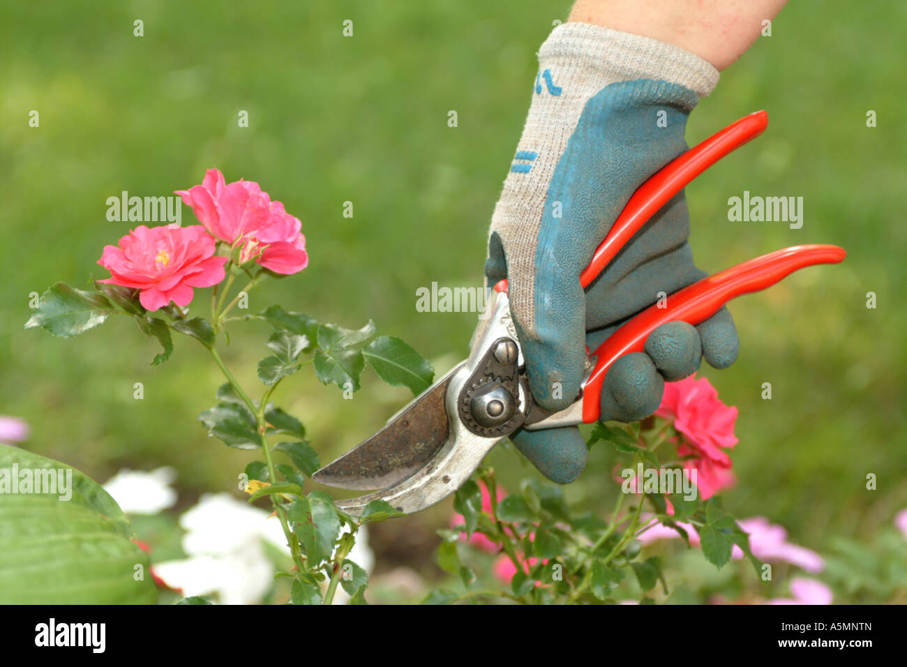 closeup of a gloved woman s hand pruning a rose bush Stock Photo Alamy