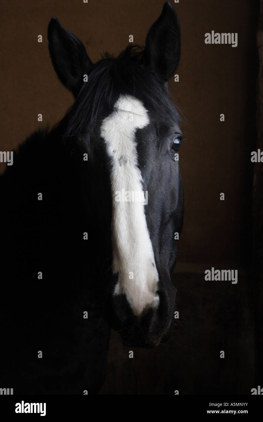 Horse head in dark room Stock Photo