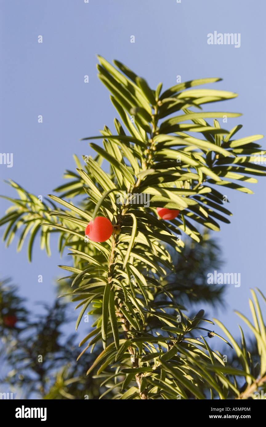 European Yew, Common Yew or English Yew - Taxus Baccata branch with red berries and blue sky background Stock Photo