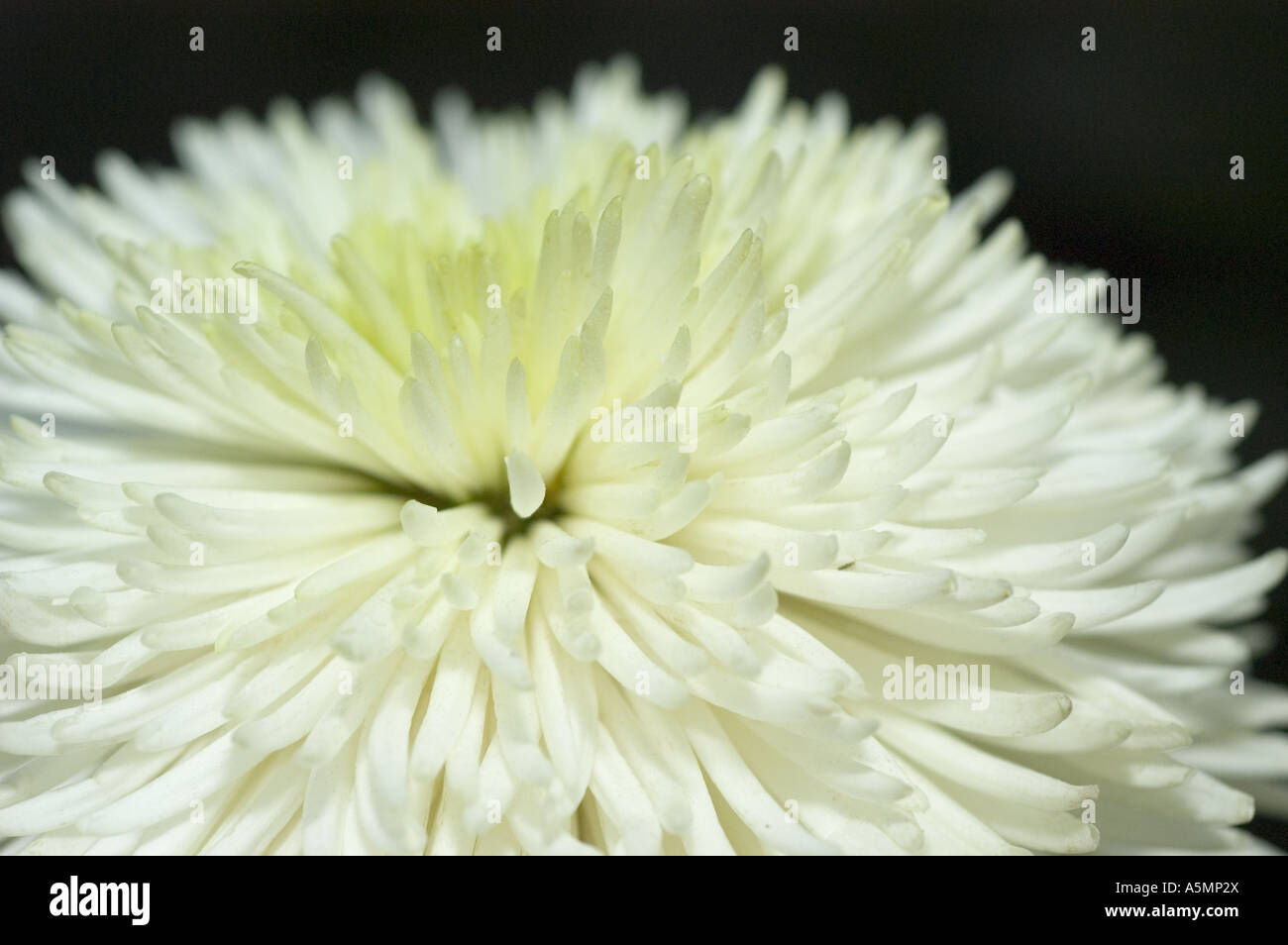 White chrysanthemum flower close up Stock Photo - Alamy